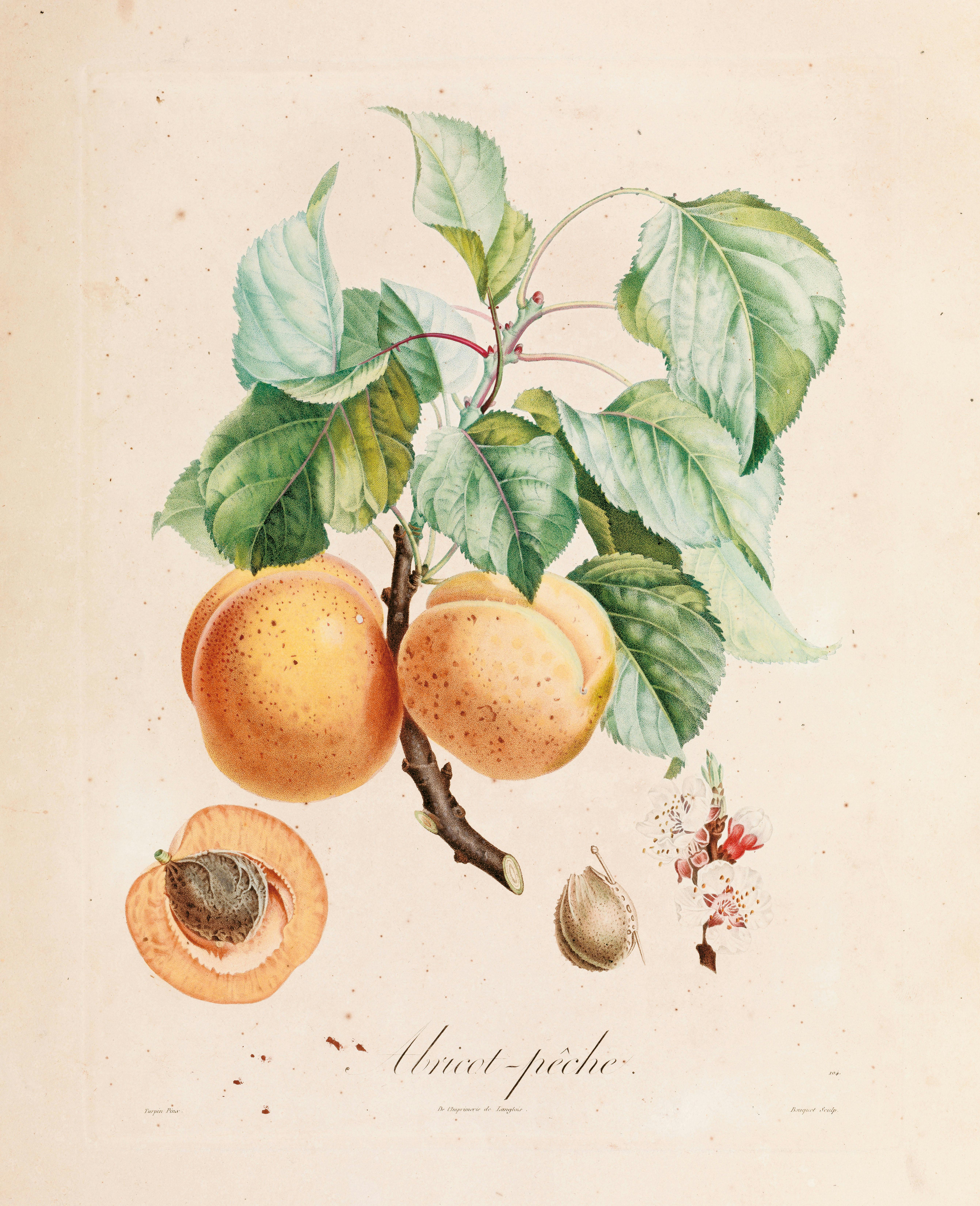 Illustrazione e colori con ramo di albicocco con foglie e frutti