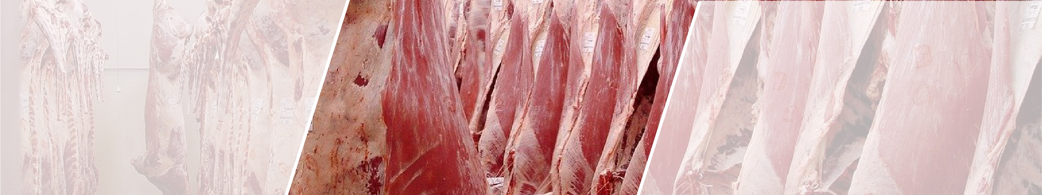 Mission de transition dans le secteur des abattoirs