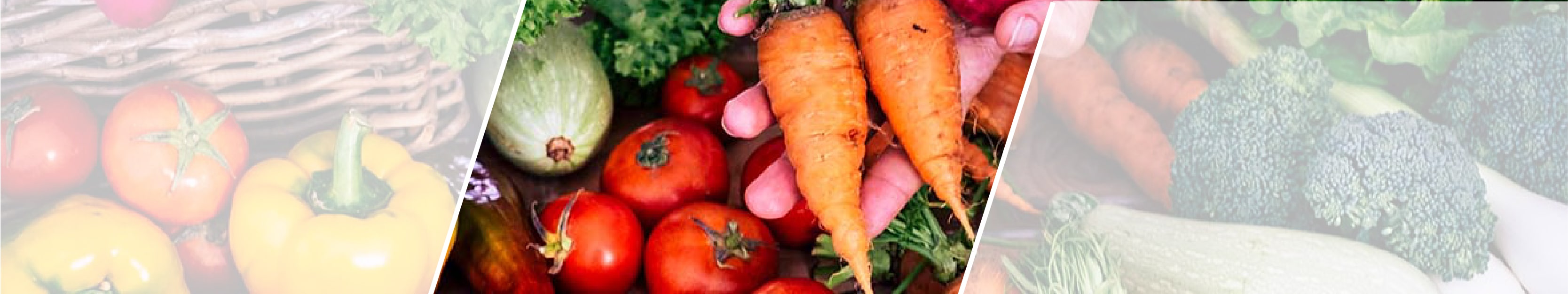 Mission de transition dans le secteur agroalimentaire