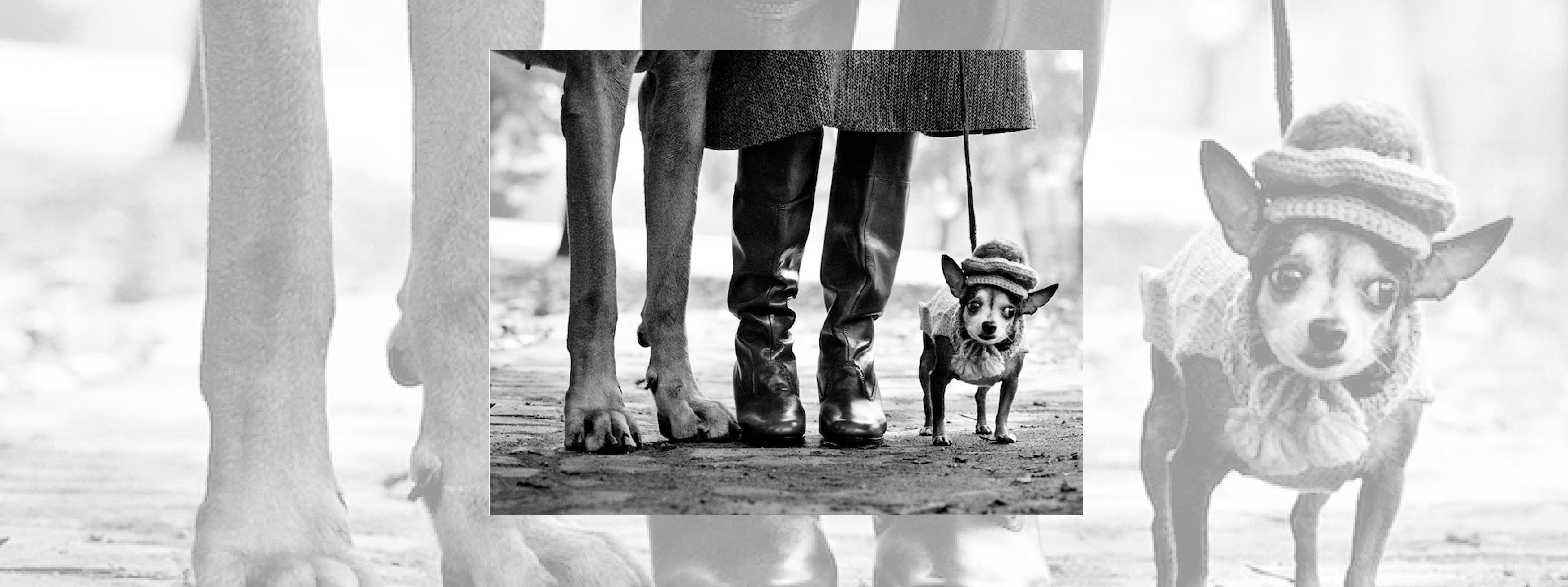 Musée Maillol. Exposition Elliott Erwitt. Une rétrospective