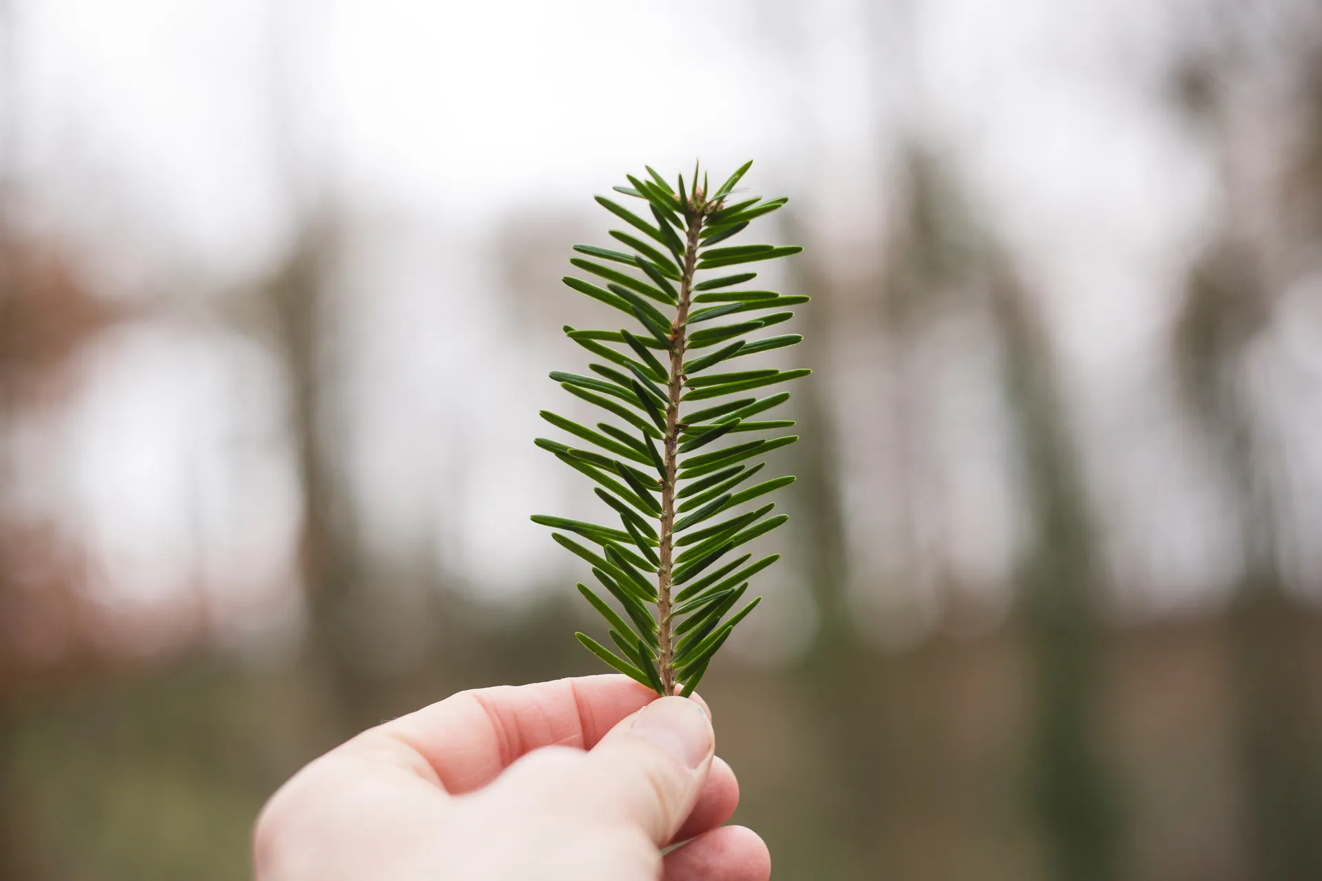 BREEAM og Svanurinn vottunarkerfi Greninál í skógi