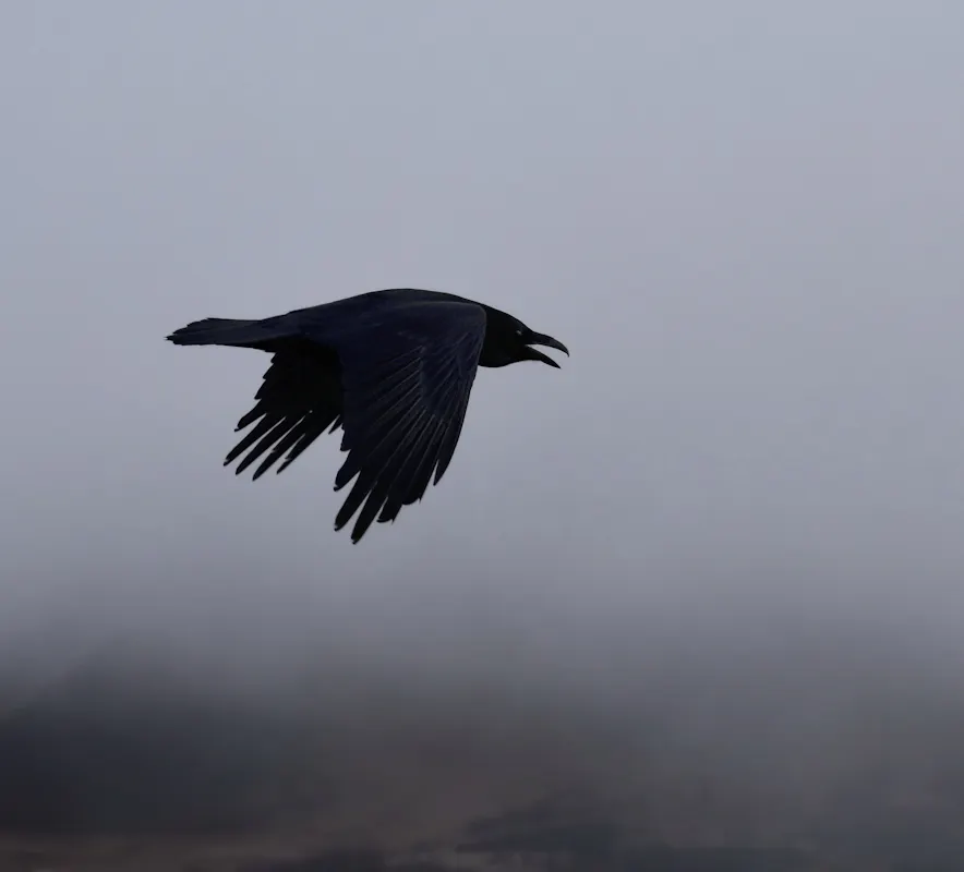 Hrafn á flugi