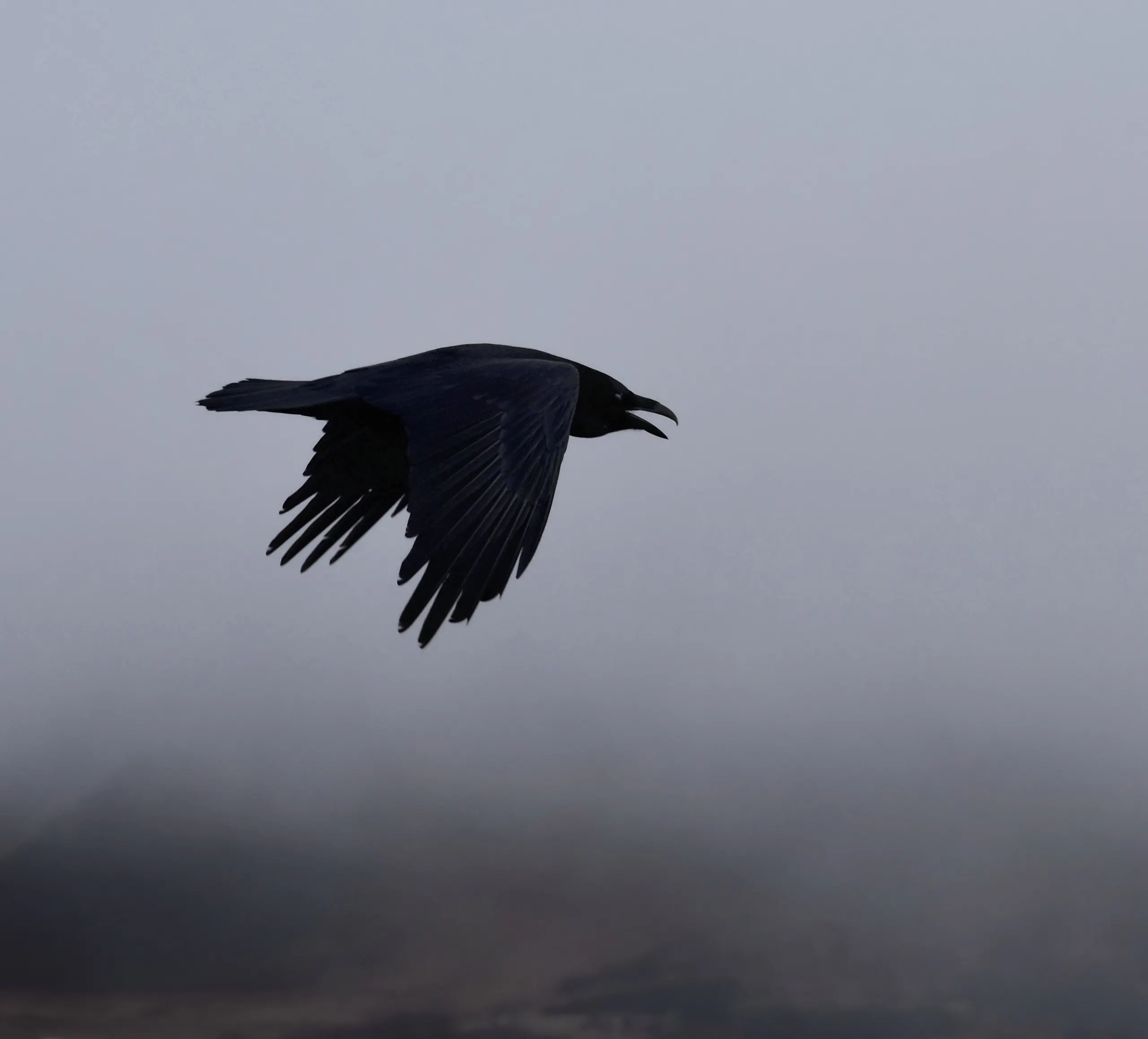 Hrafn á flugi
