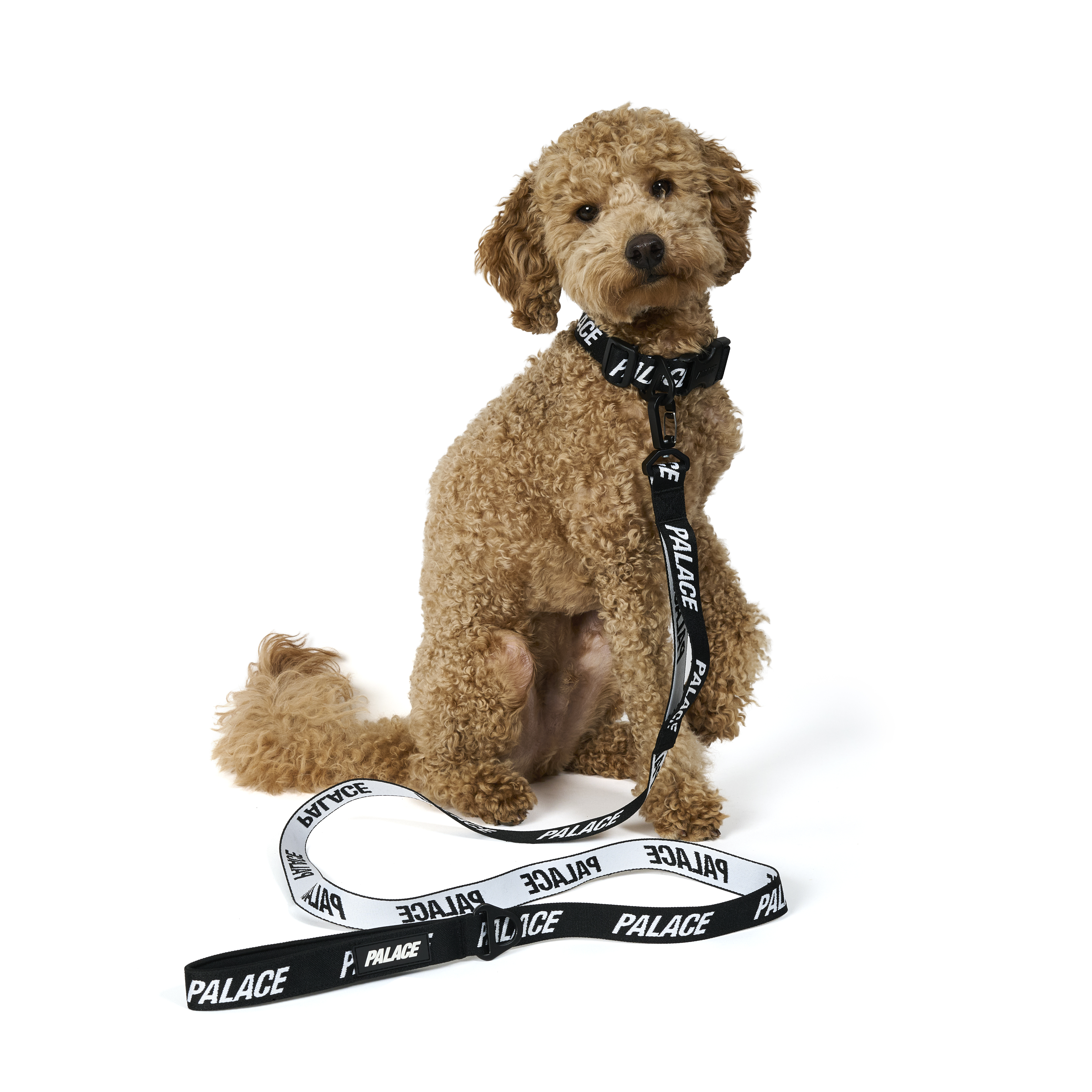 palace skateboards dog collar lead 犬　首輪 JACQUARDED DOG COLLAR AND LEAD | PALACE SKATEBOARDS