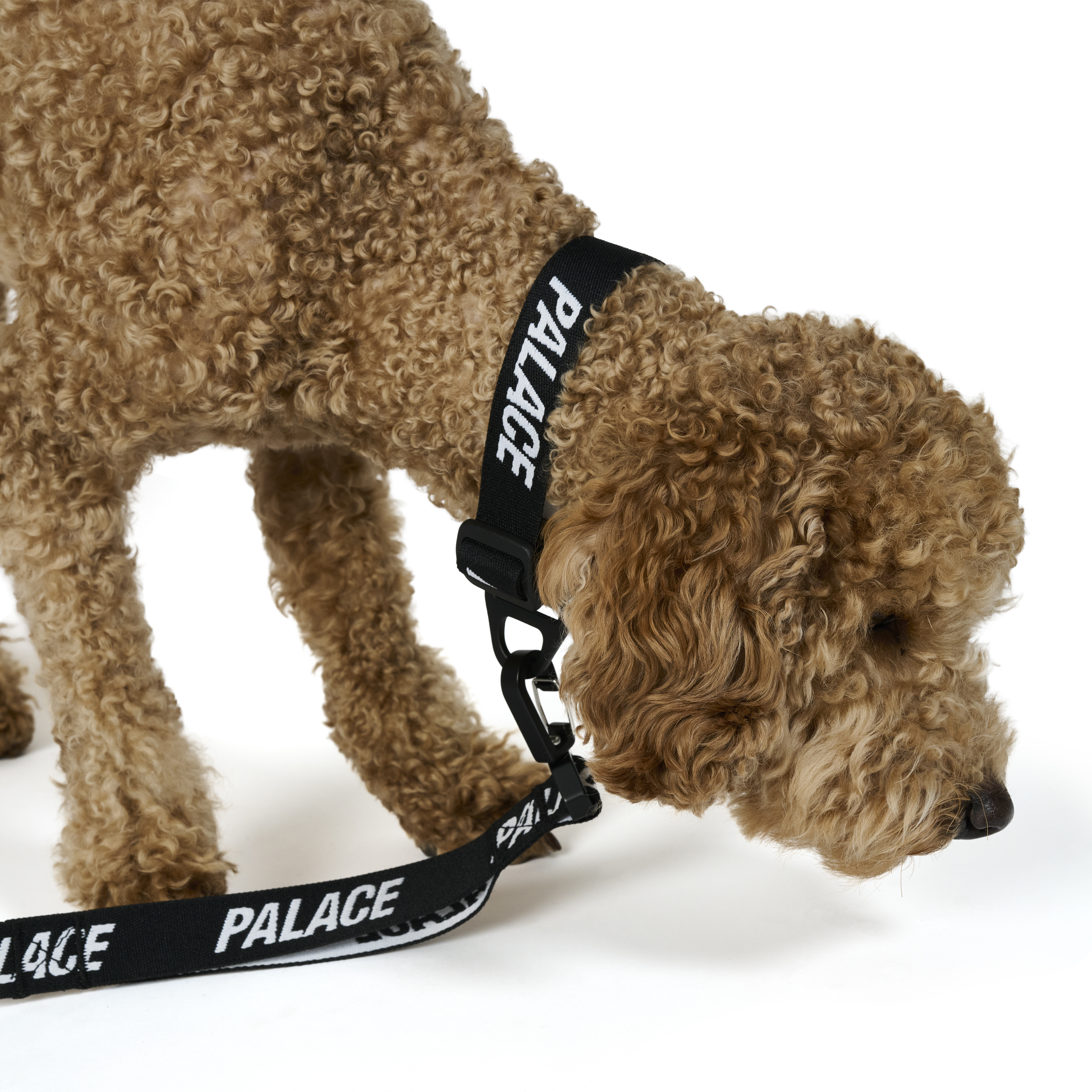 JACQUARDED DOG COLLAR AND LEAD | PALACE SKATEBOARDS