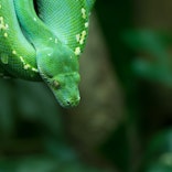 selective focus photography of green snake