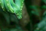 selective focus photography of green snake