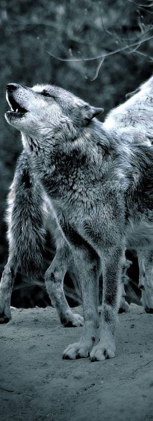 Help Endangered Wolf Billie