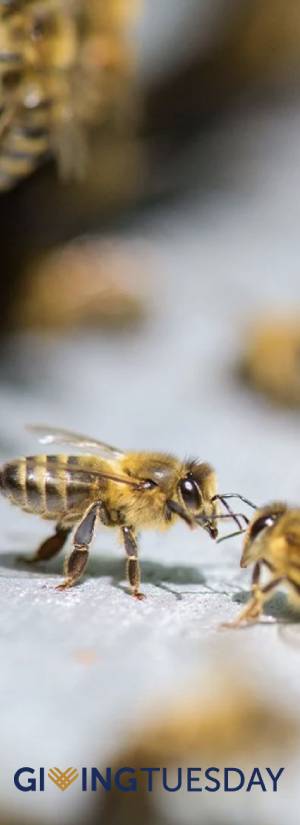 Hive Drive to Save the Bees