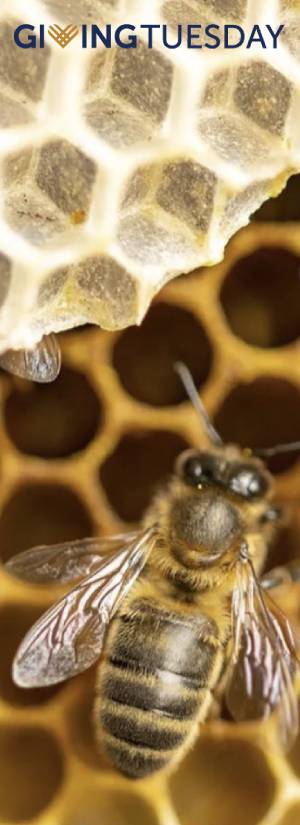 Hive Drive to Save the Bees