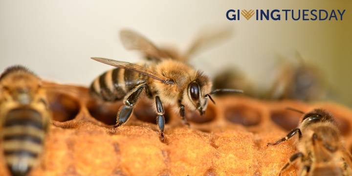 Hive Drive to Save the Bees