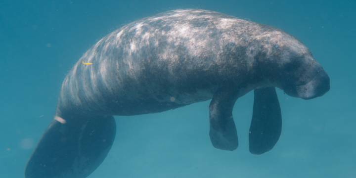 Feed Starving Manatees In Florida