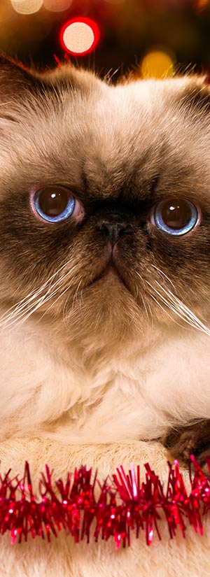 ADOBE STOCK: MDOROTTYA