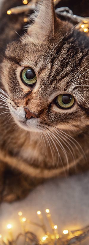 ADOBE STOCK: VPROTASTCHIK