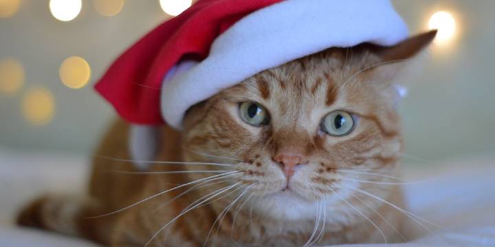 Provide Comfort To Senior Shelter Cats