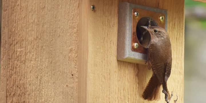 Help Protect and Save Birds