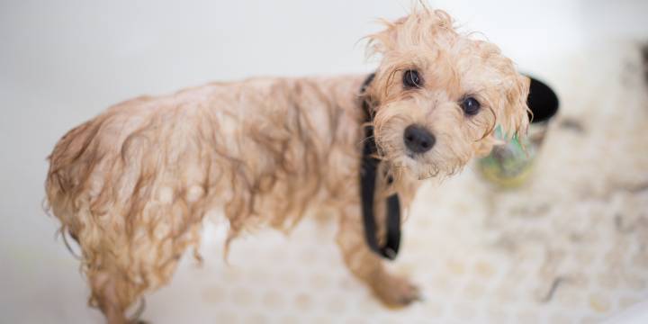 Help Shelter Dogs Make Their Best First Impression