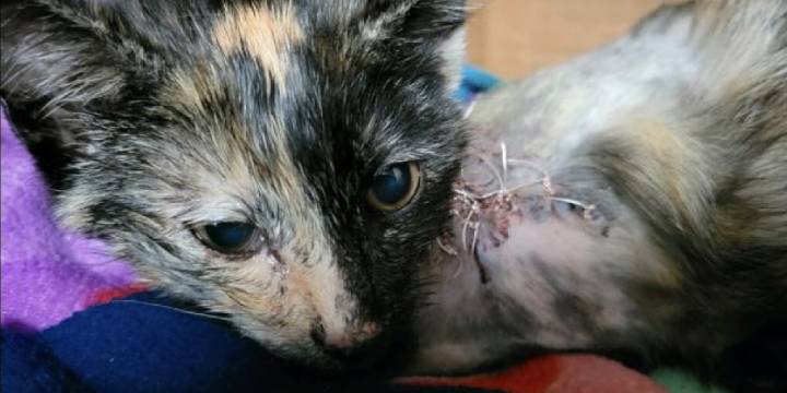 Help Suffering Animals Get the Care They Need