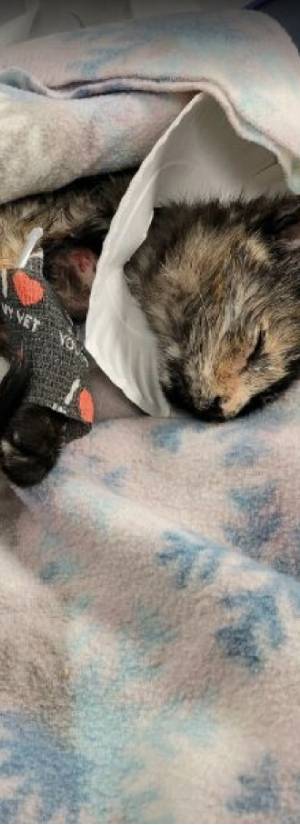 Home Sweet Home Pet Rescue