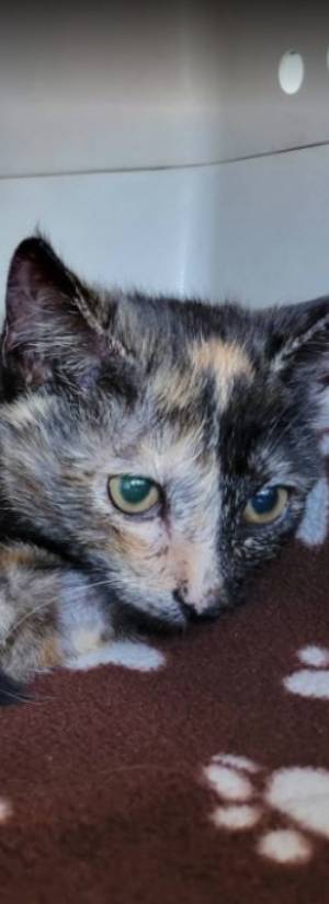 Home Sweet Home Pet Rescue
