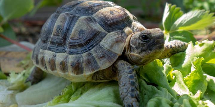 Send Supplies To Rescued Turtles