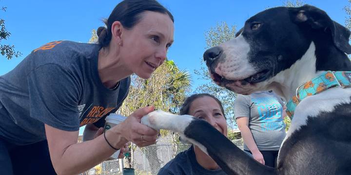 Help Rebuild Dog Kennels At Florida Animal Shelter