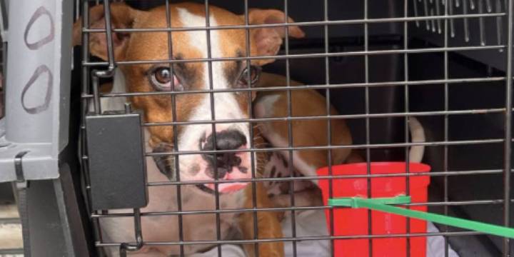 Help Fly Dozens of At-Risk Shelter Dogs in Louisiana to Freedom 