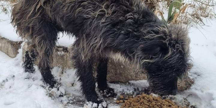 Help Feed Starving Pets in Ukraine