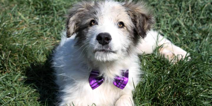 Encourage Adoptions by Sending Bow Ties to Shelter Pets