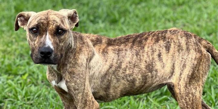 Pawsitively Lucky - Fly At-Risk Shelter Dogs to Freedom 