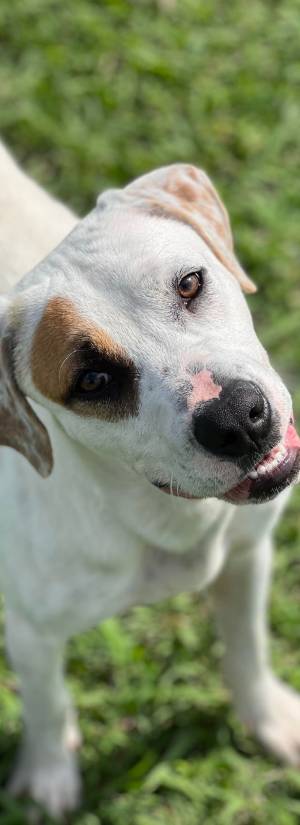 Lafourche Parish Animal Shelter