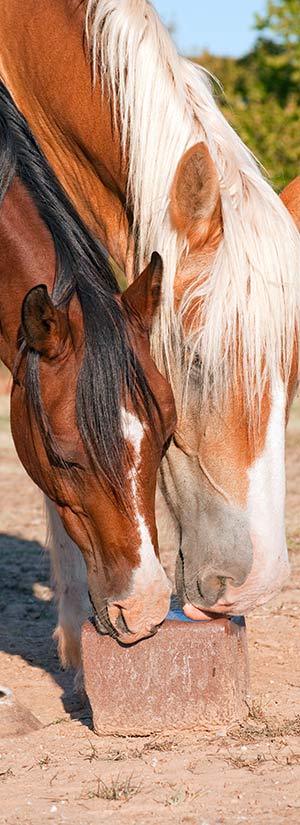 ADOBE STOCK: PIMMIMEMOM