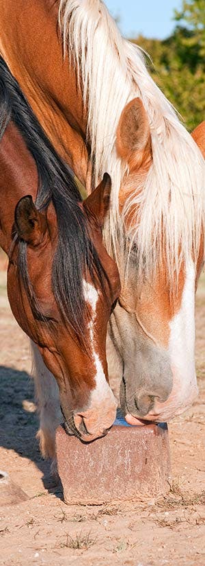ADOBE STOCK: PIMMIMEMOM