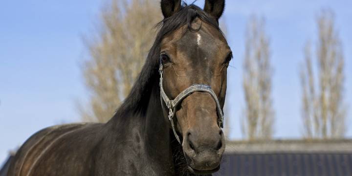 Send Care Kits to Help Rescued Horses