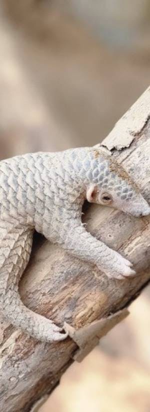 Photo: Wildlife At Risk