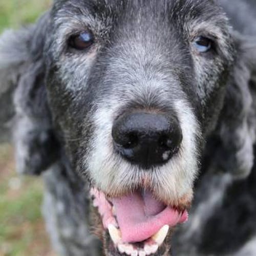 Provide Comfort To Senior Shelter Dogs
