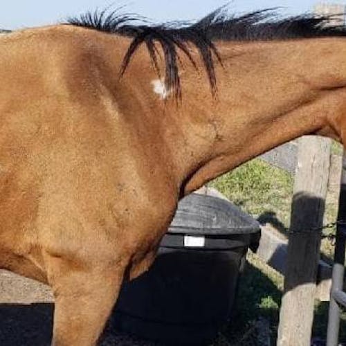 Help Feed & Care for Emaciated Horse