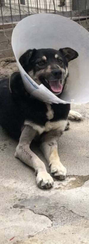 Iberville Parish Animal Shelter