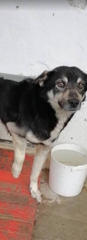 Iberville Parish Animal Shelter