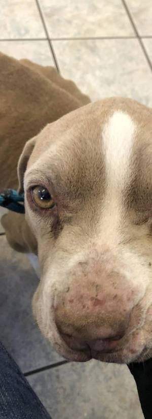 The Underdogs Rescue