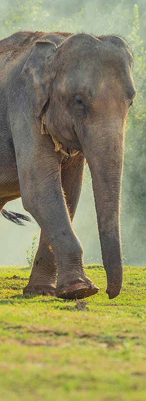 Adobe Stock: May_Chanikran
