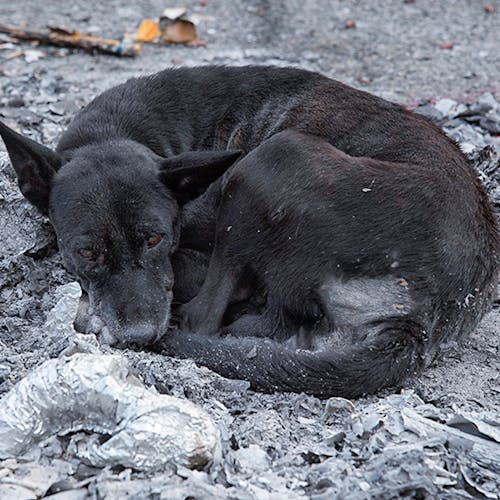 Help People and Pet Victims of Maui Wildfires
