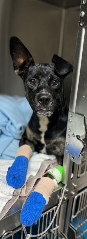 Photo: Maui Humane Society