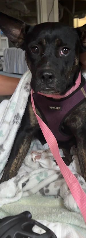 Photo: Maui Humane Society