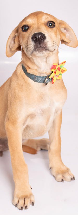 Iberville Parish Animal Shelter