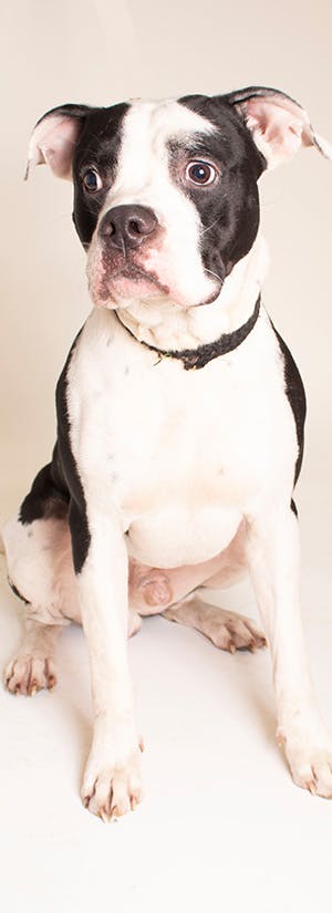 Iberville Parish Animal Shelter