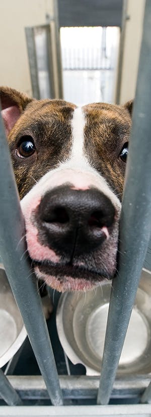 Adobe Stock: Robert Hoetink