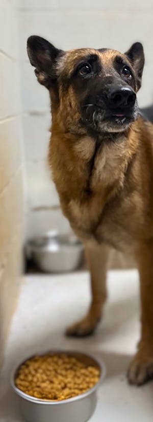 Photo: Monroe County Animal Services