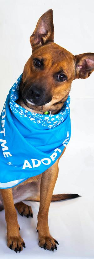 Help Fly Shelter Dogs & Cats to Freedom