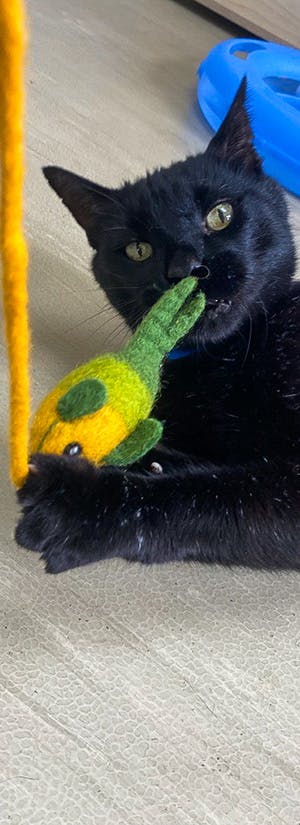 Animal Humane New Mexico